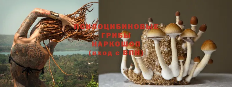 Галлюциногенные грибы Psilocybine cubensis  как найти   Жирновск 